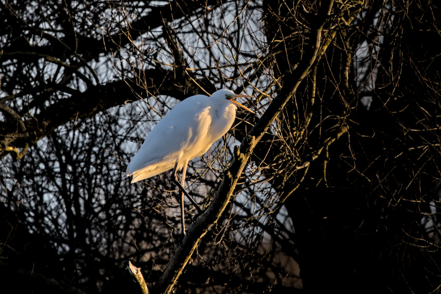 Silberreiher auf einem Baum