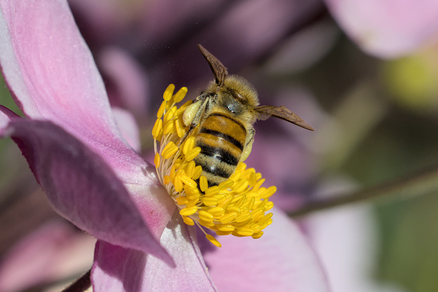 Biene auf einer Anemone