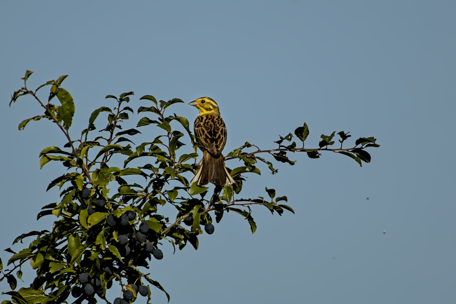 Goldammer in einem Busch