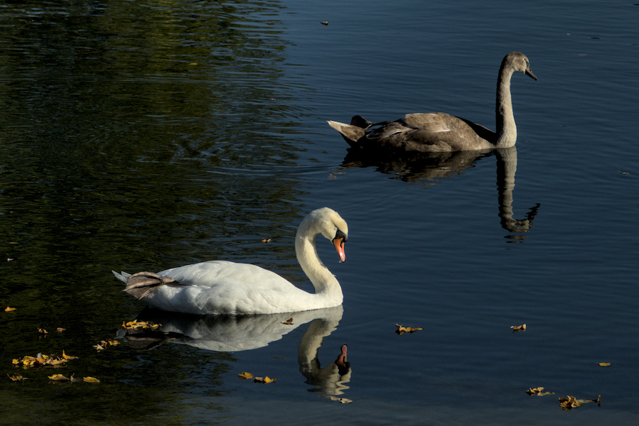 Zwei H&ouml;ckerschw&auml;ne
