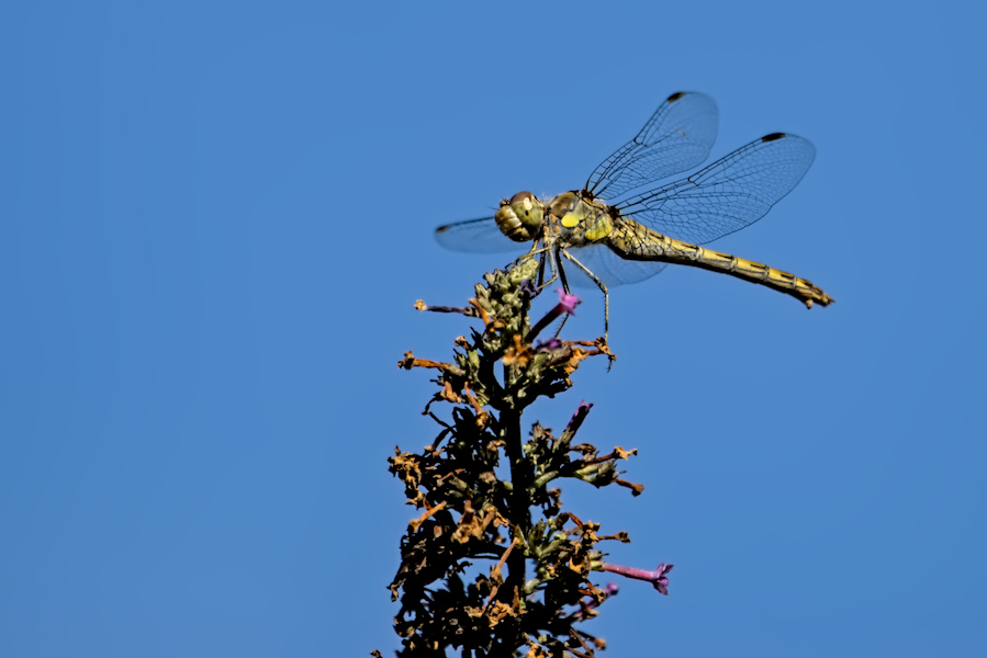 Segellibelle auf einem Flieder