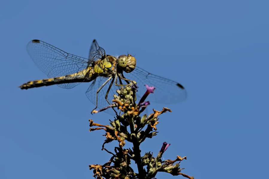 Segellibelle auf einem Flieder