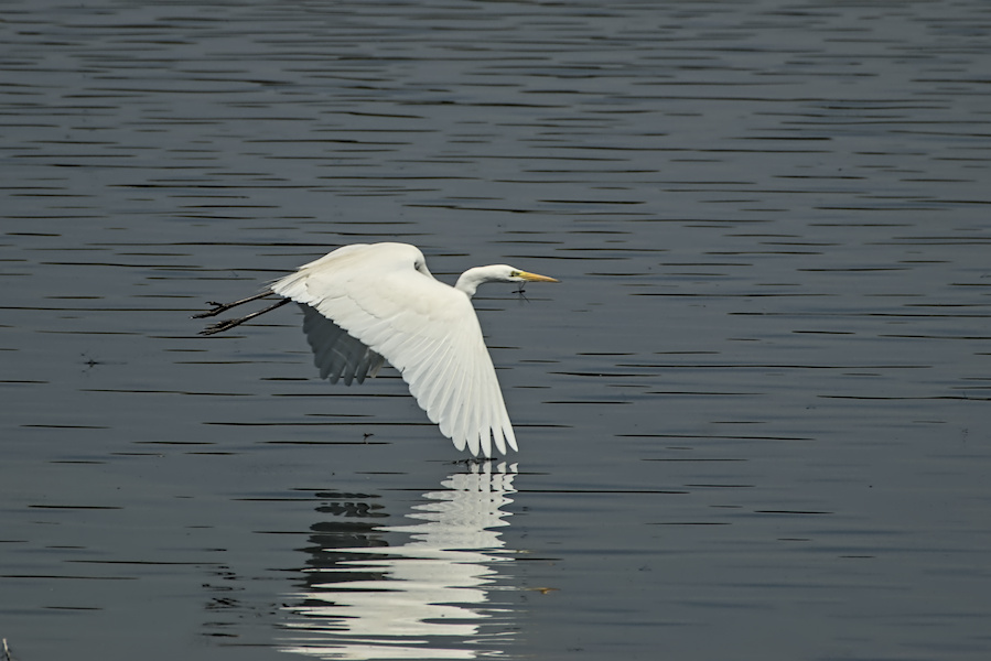 Fliegender Silberreiher