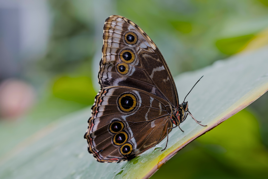 Blauer Morphofalter auf einem Blatt