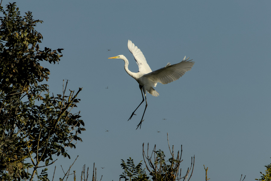 Fliegender Silberreiher