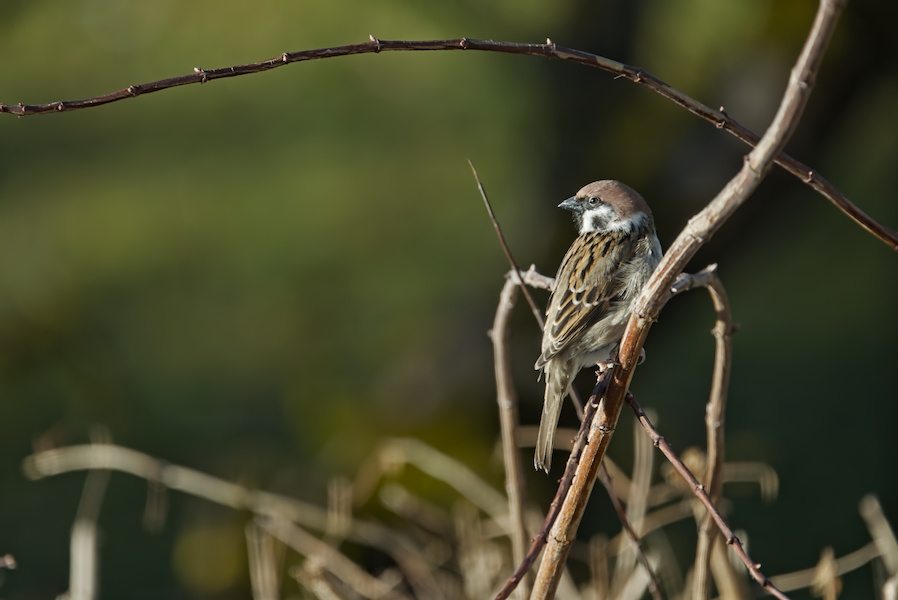 Feldsperling in einem Busch