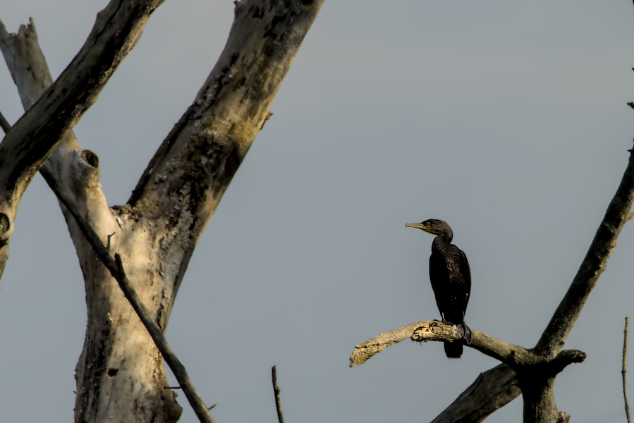 Kormoran auf einem Baum