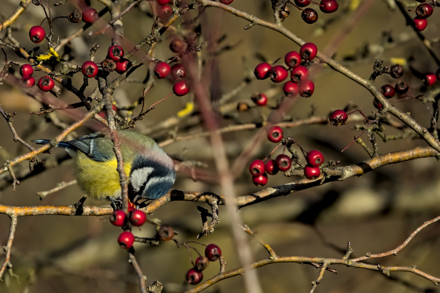 Blaumeise in einem Busch