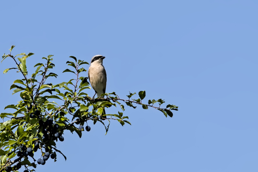 Neunt&ouml;ter auf einem Schlehenbusch