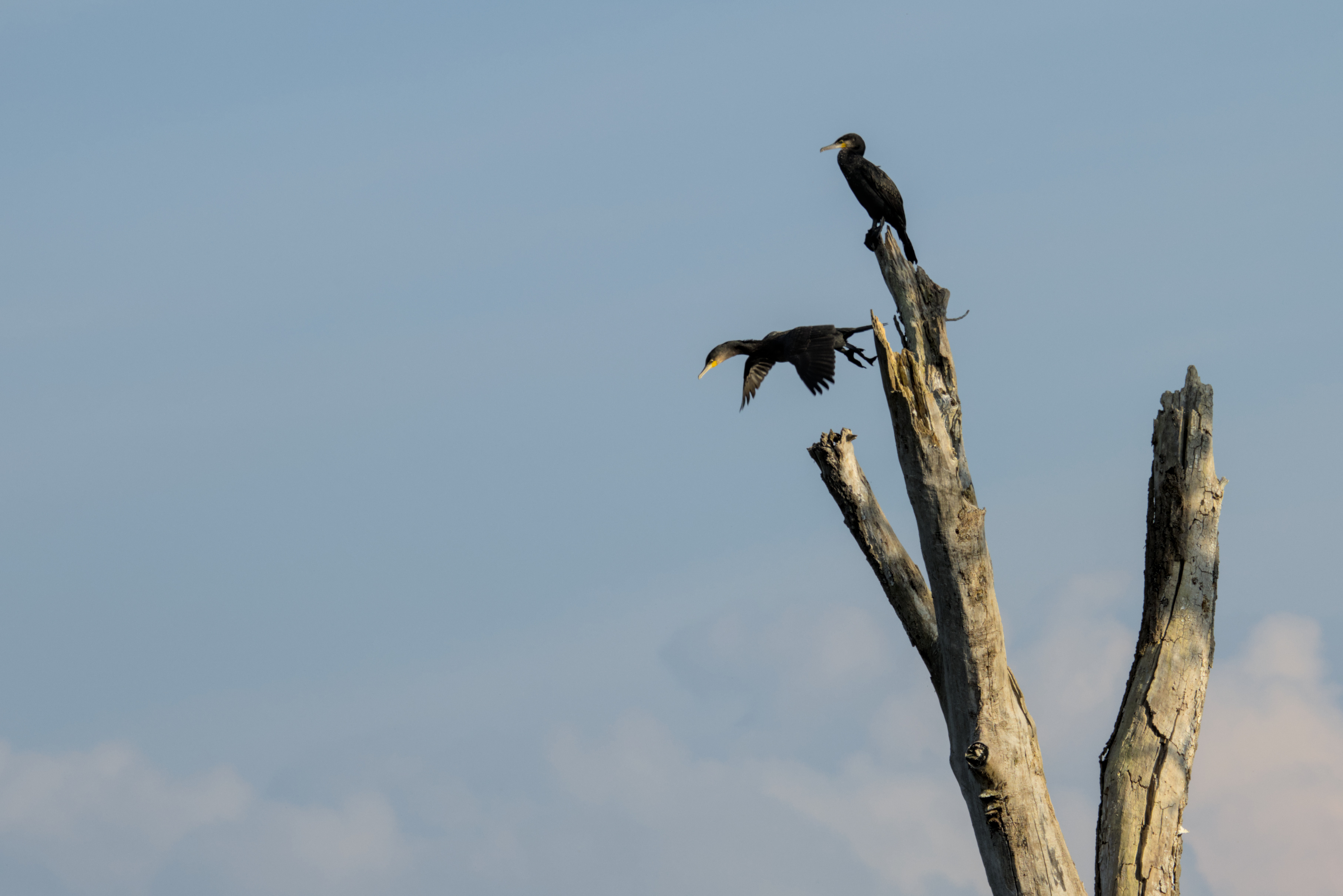 Das ist einer zu viel