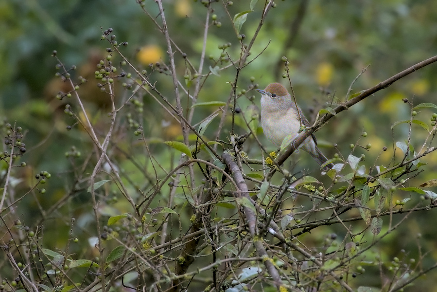 M&ouml;nchsgrasm&uuml;cke auf einem Baum