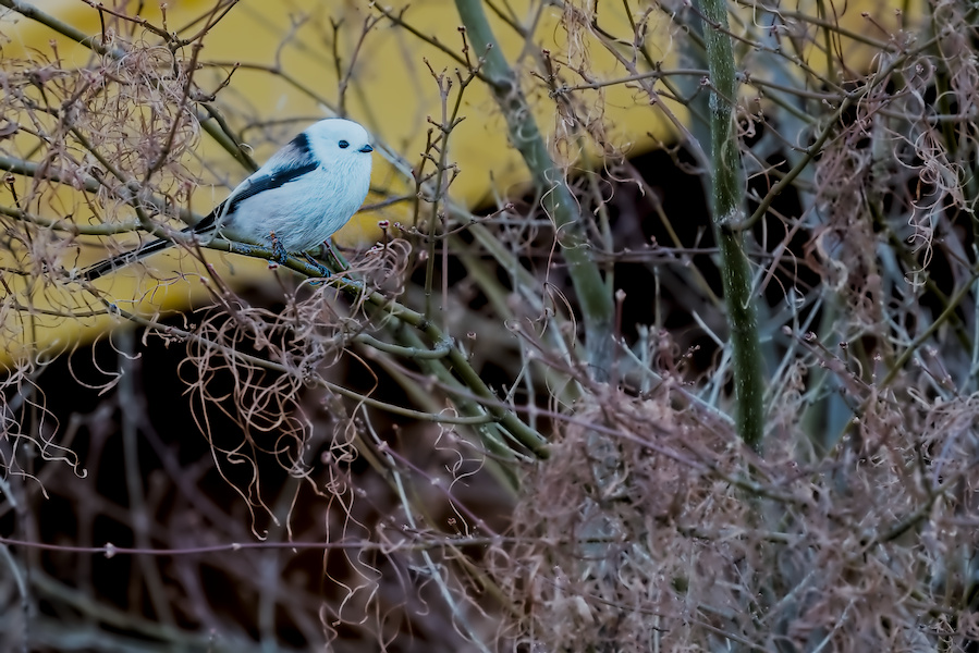 Schwanzmeise in einem Busch