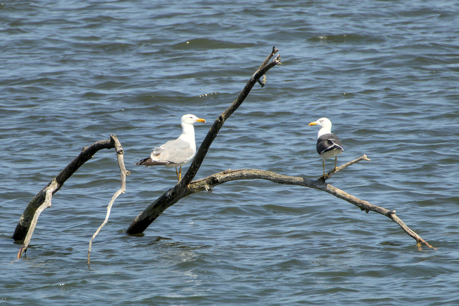 Mittelmeer- und Heringsmöwe auf einem See