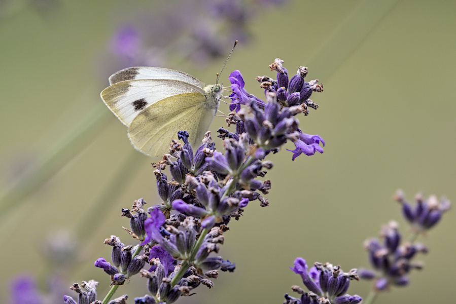 Zitronenfalter an einer Lavendel Pflanze