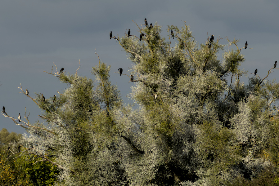 Kormorane auf einem Baum
