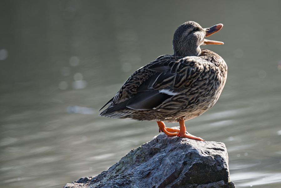 Stockente auf einem Stein