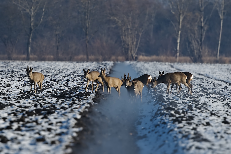 Rotwild auf einem Feld