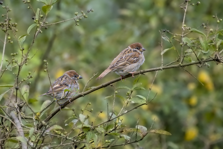 Zwei Feldsperlinge in einem Busch