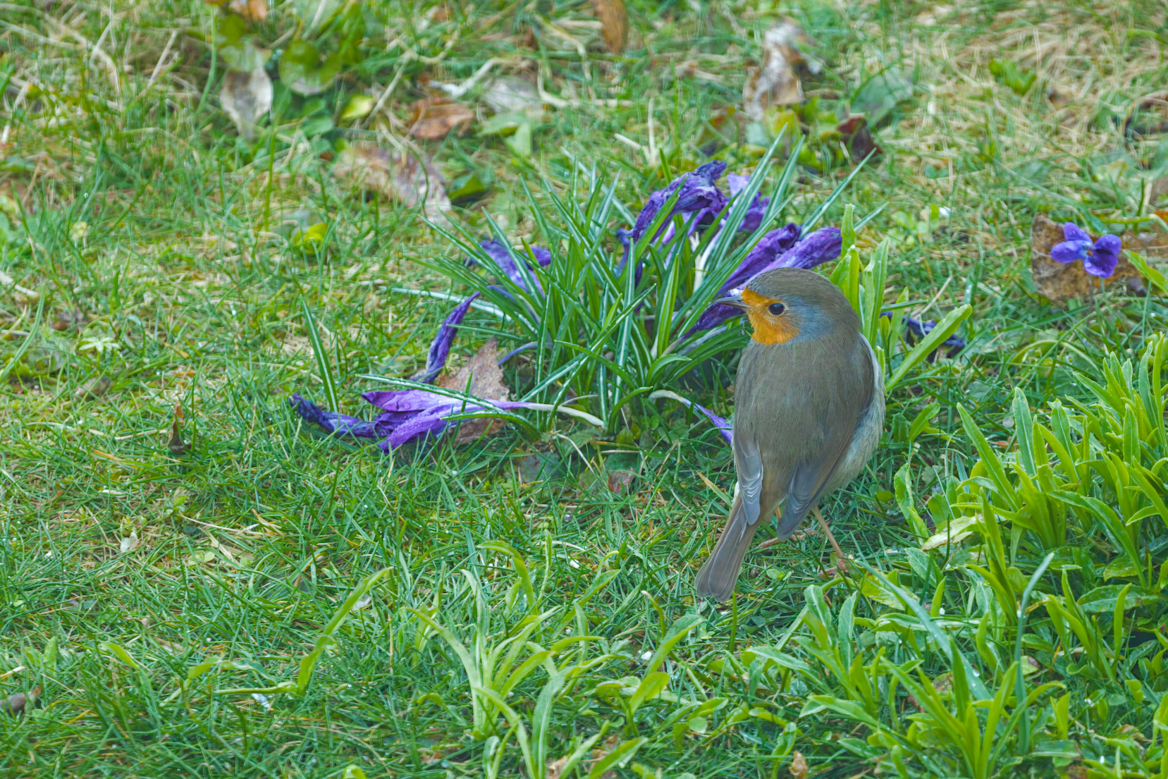 Der Iris W&auml;chter