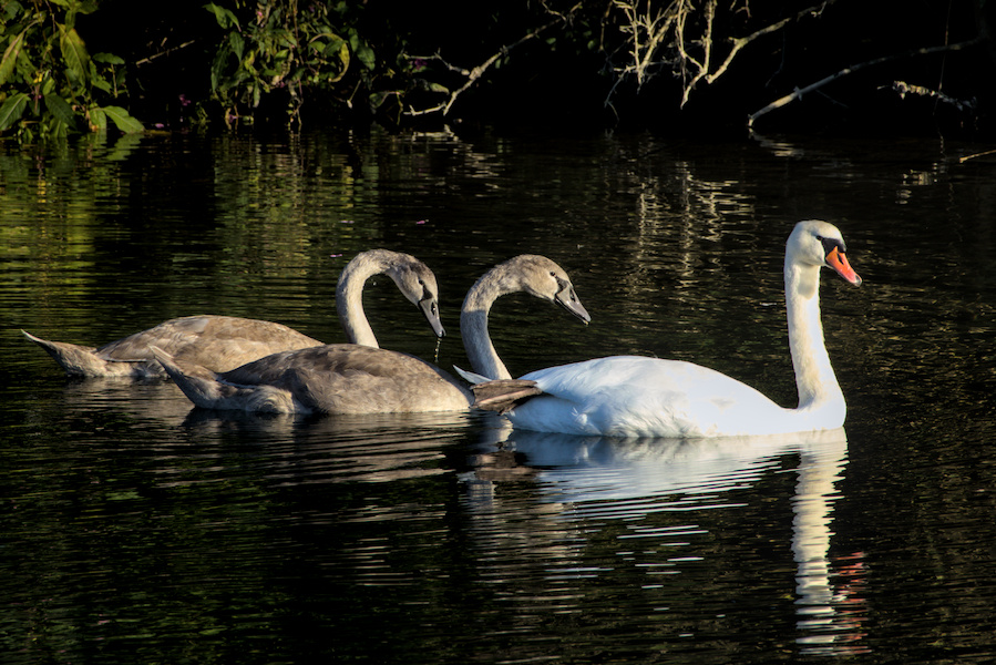 Drei H&ouml;ckerschw&auml;ne