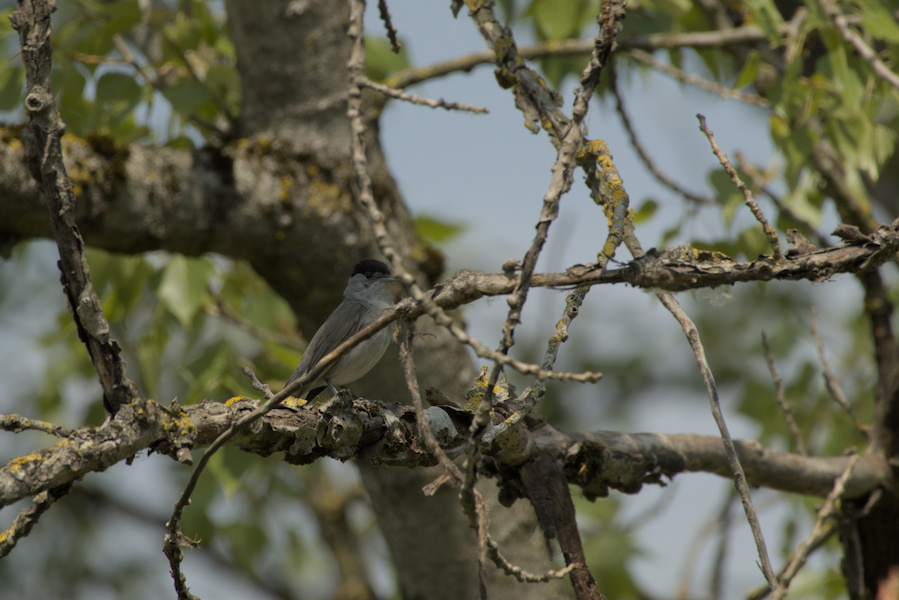Mönchsgrasmücke auf einem Baum