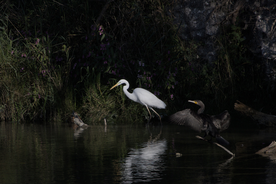 Kormoran und Silberreiher