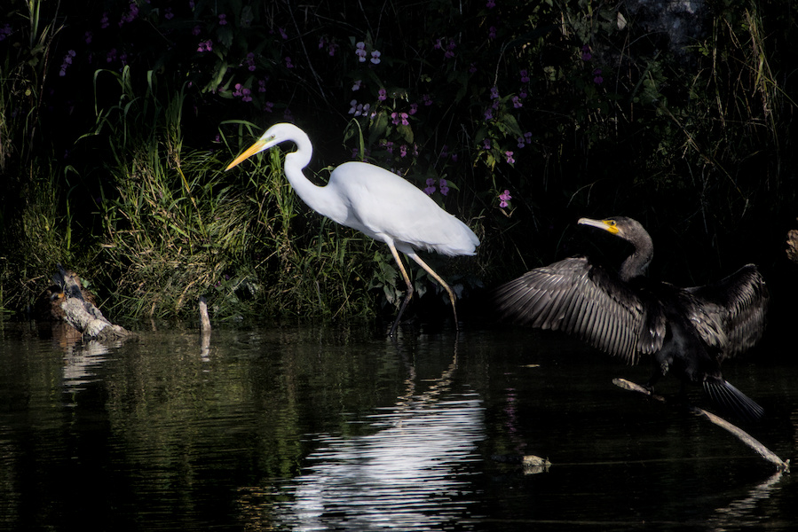 Kormoran und Silberreiher