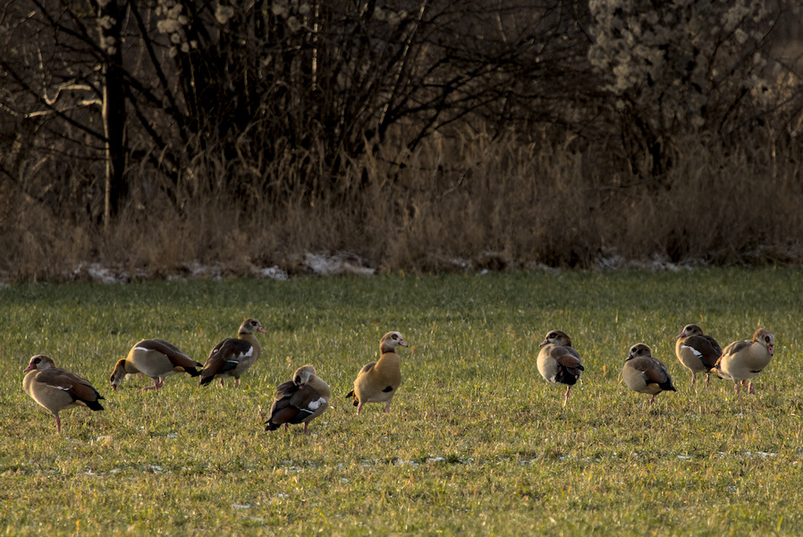 Nilg&auml;nse auf einem Stoppelfeld