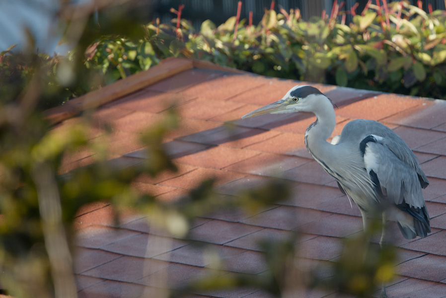 Graureiher auf einem Gartenhaus