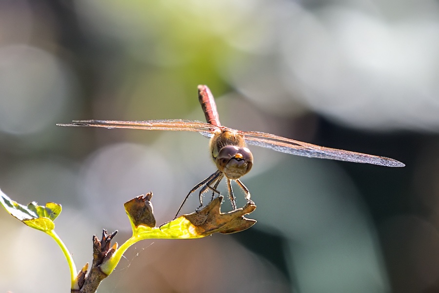 Blutrote Heidelibelle