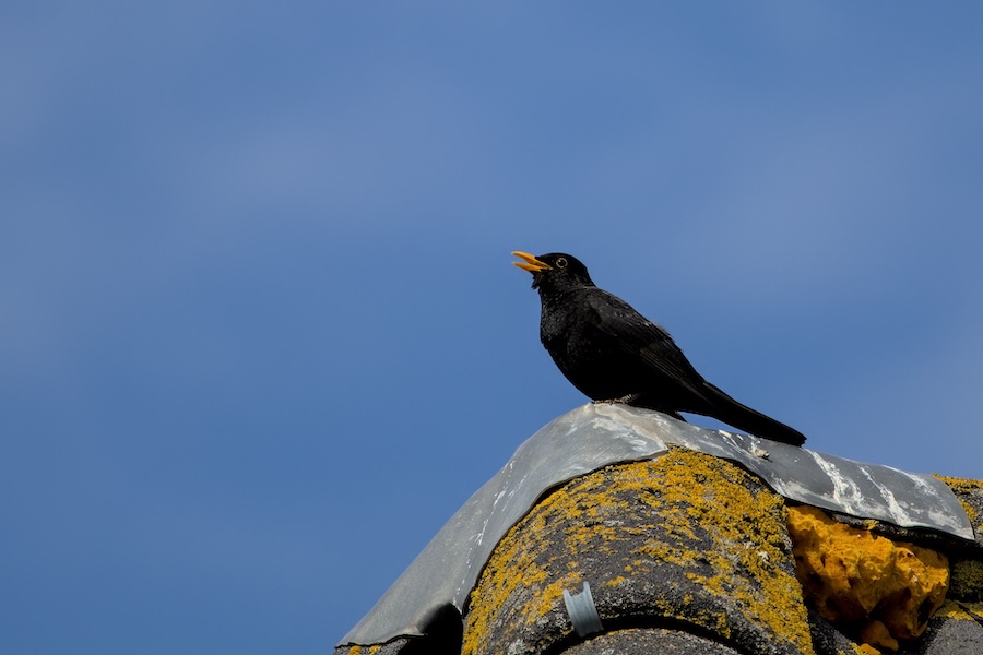 Amsel auf einem Dach