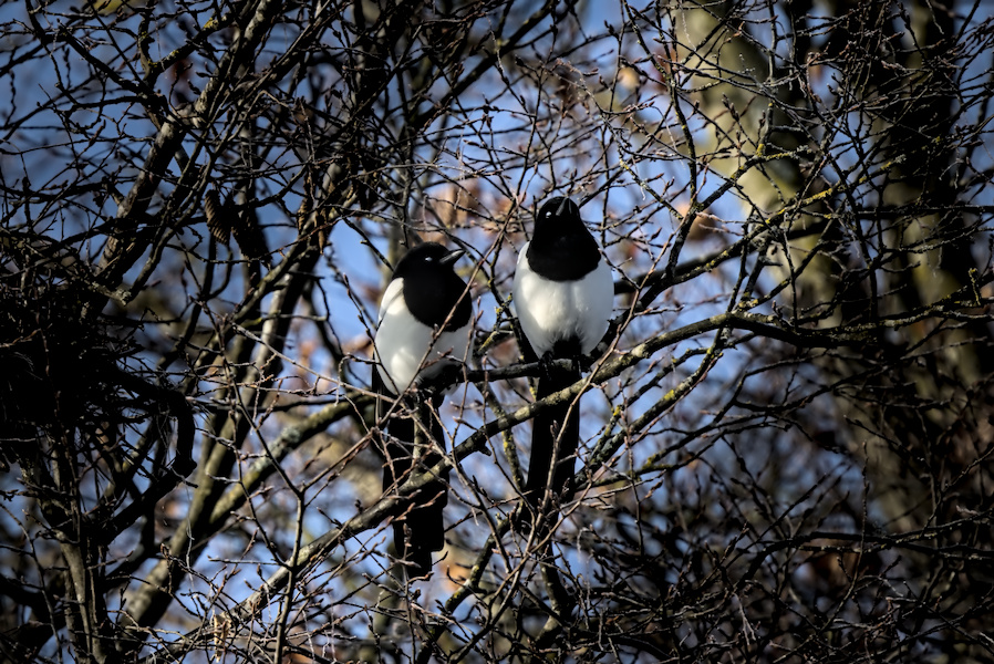 Elstern in einem Baum