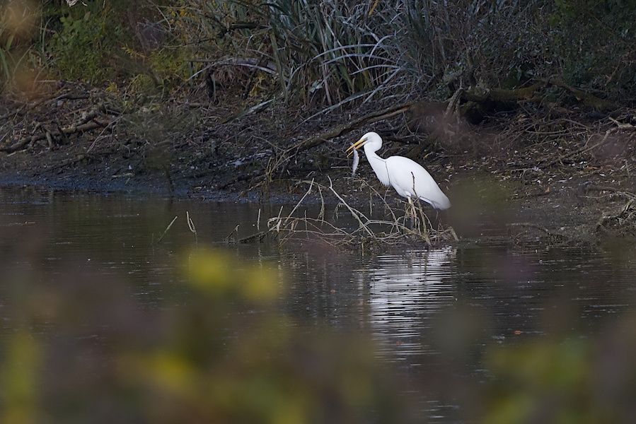 Silberreiher in einem Teich