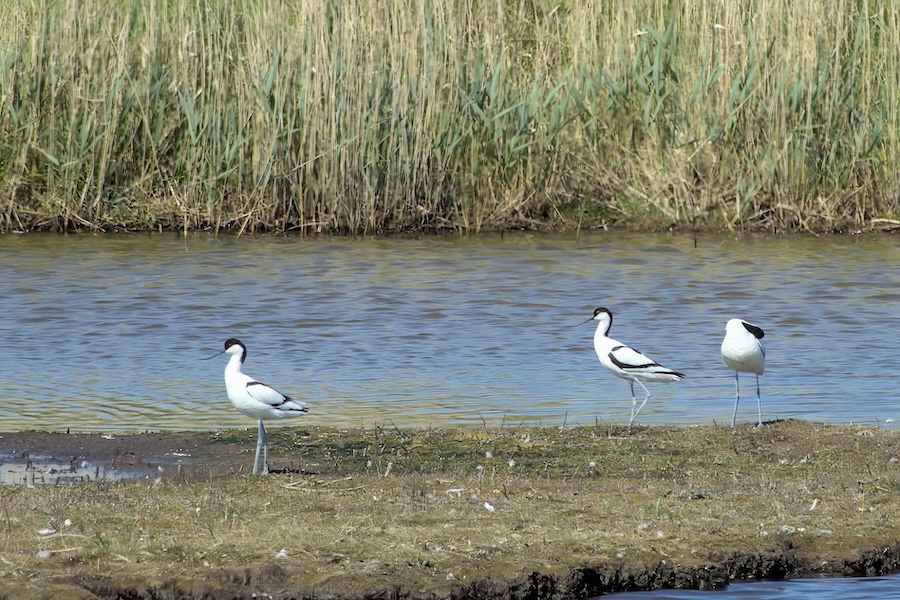 Säbelschnäbler auf einer Insel