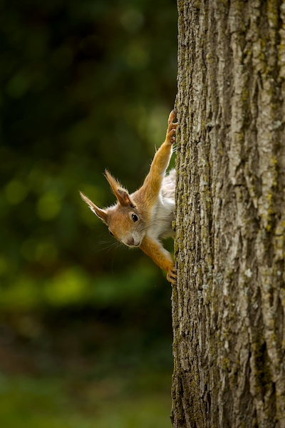 Eichh&ouml;rnchen auf einem Baum