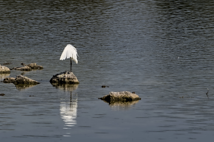 Silberreiher auf einem Stein