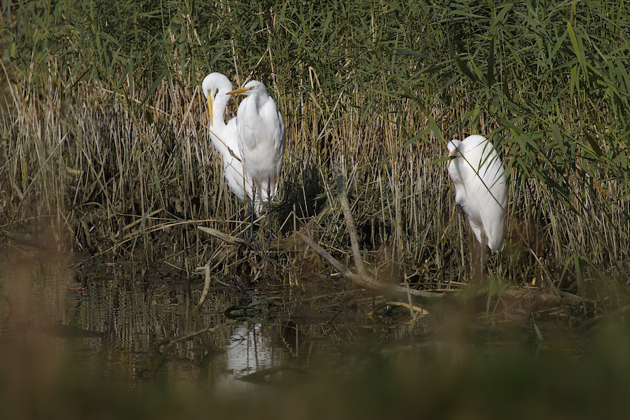 Drei Silberreiher an einem Teich