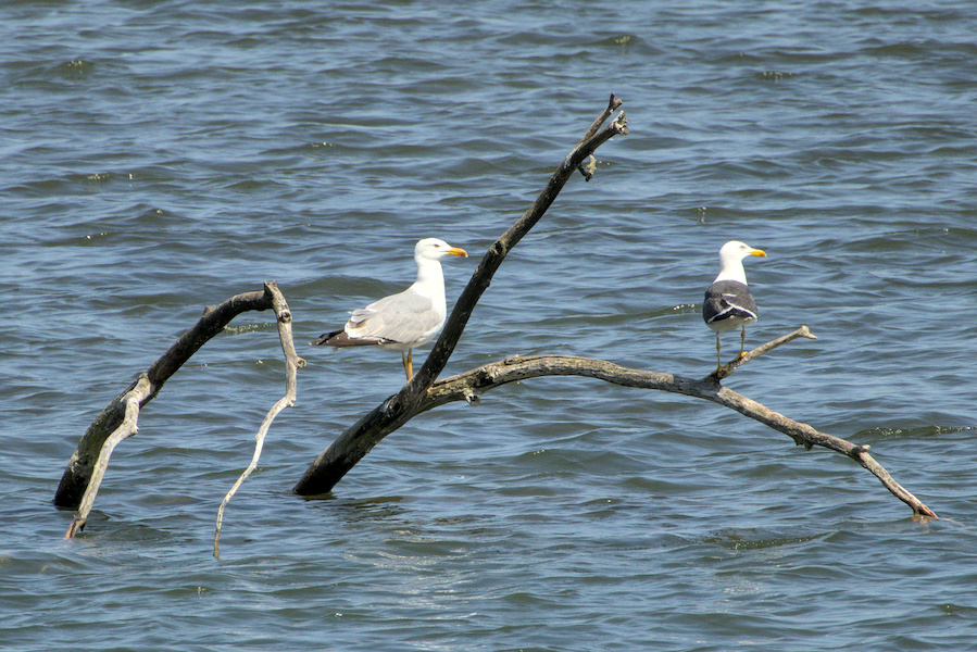 Mittelmeer- und Heringsmöwe auf einem See
