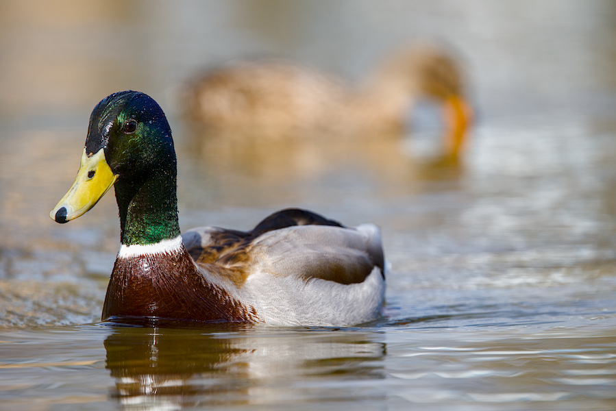 Stockenten auf einem Teich