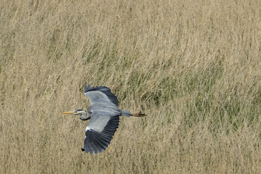 Graureiher fliegt davon