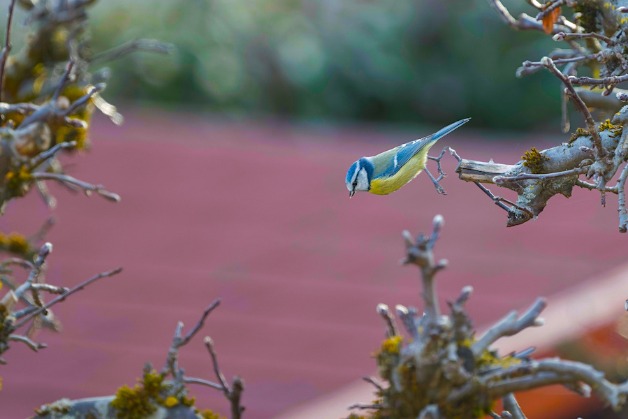 Blaumeise zwischen zwei &Auml;sten
