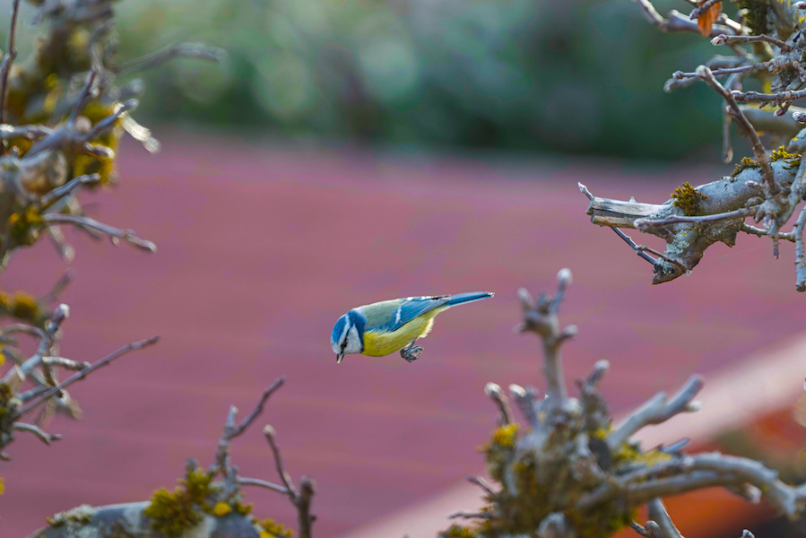 Blaumeise zwischen zwei &Auml;sten