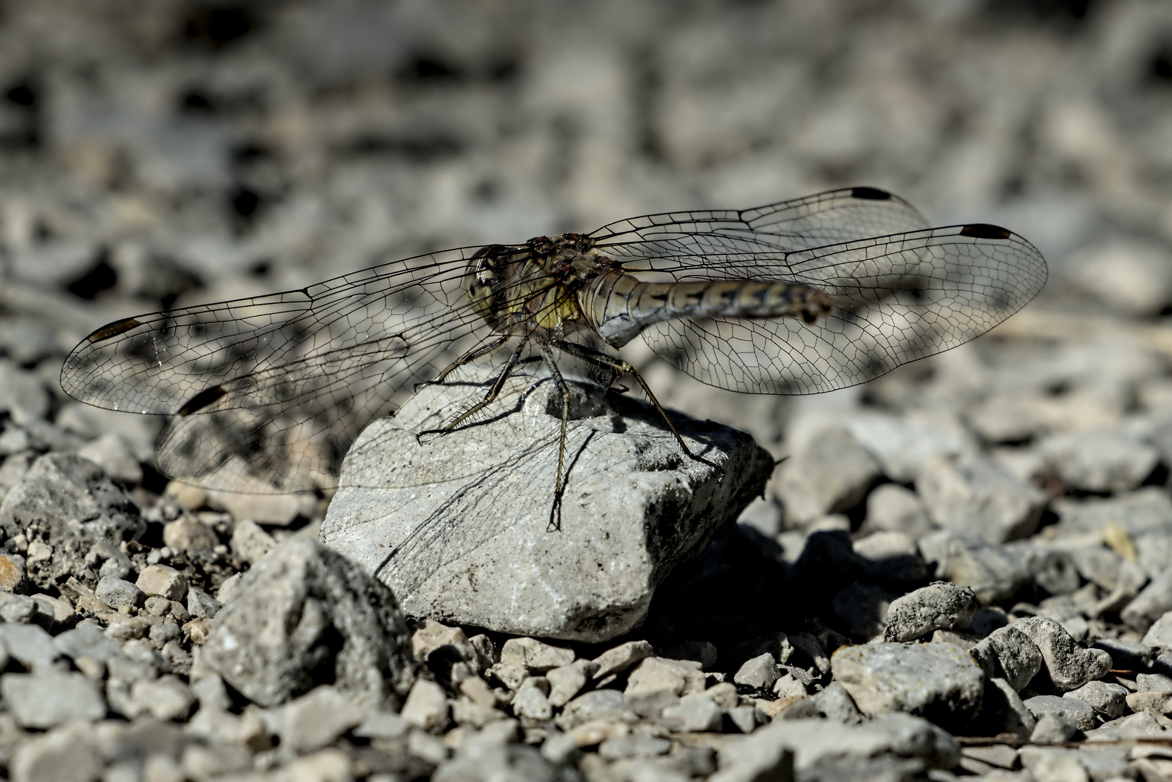 Durch die Fl&uuml;gel