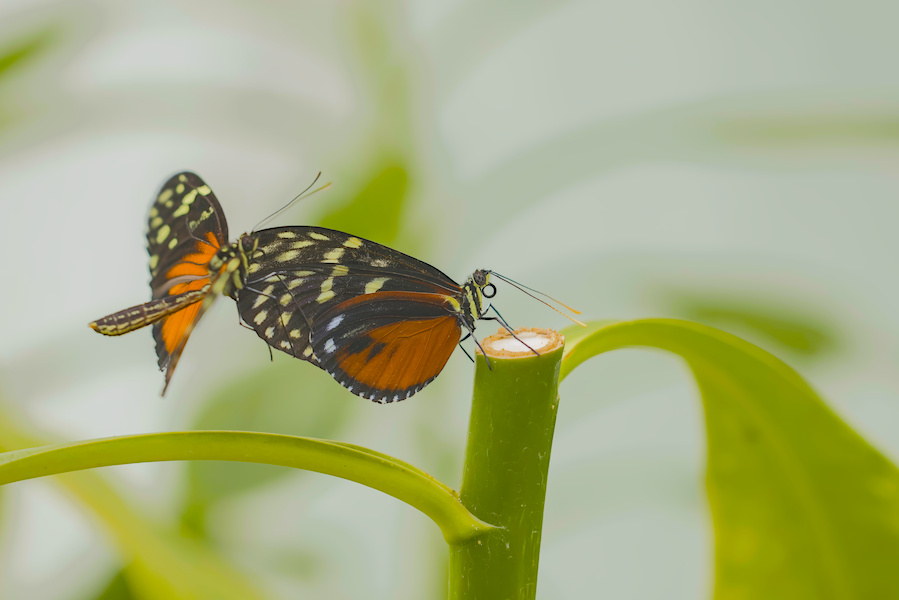 Zwei Tiger Passionsblumenfalter bei der Paarung