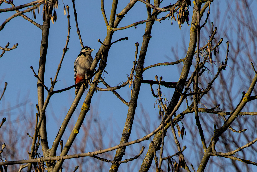 Buntspecht in einem Baum