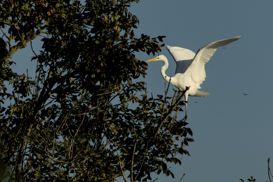 Fliegender Silberreiher