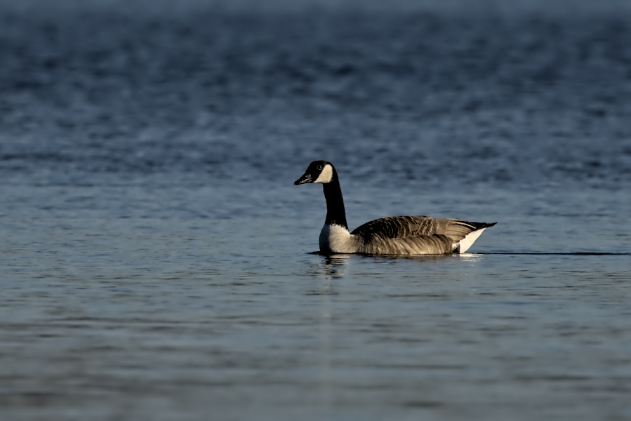 Kanadagans auf einem See
