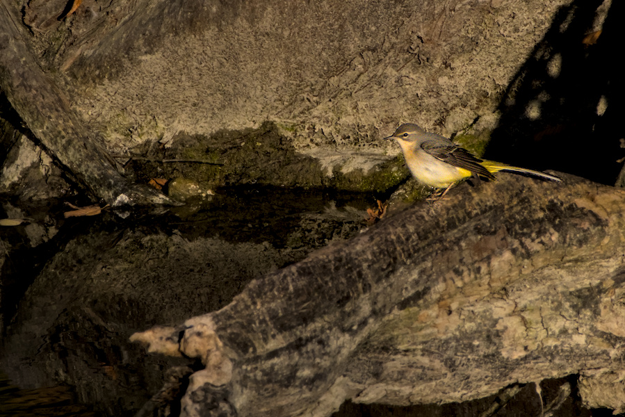 Gebirgsstelze an einem Baumstamm