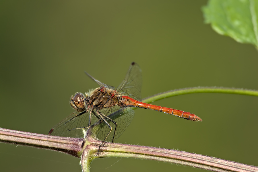 Blutrote Heidelibelle