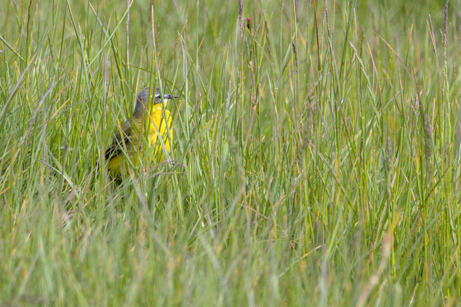 Schafstelze auf einer Wiese